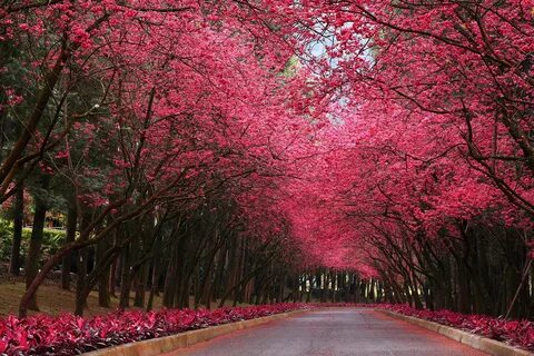 Фото Сакура аллеи Природа Парки Деревья 2560x1706