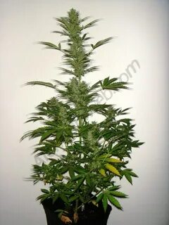 Growing autoflowering cannabis- Alchimia Grow Shop