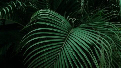 palm, leaves, green, dark 4K wallpaper - PikFree.Net