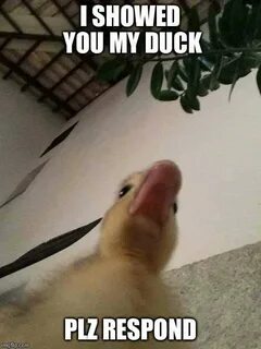 How bout a duck pic - Album on Imgur