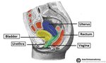 Anatomy Of Uterus And Cervix - Anatomy Book