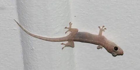 Asian House Gecko Queensland - fhouset