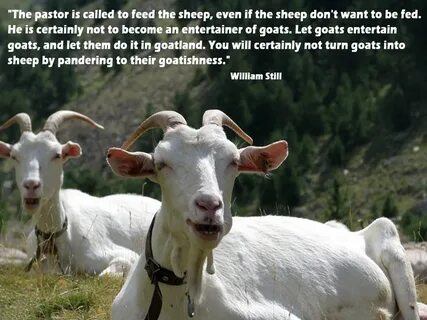 Funny Goat Quotes. QuotesGram