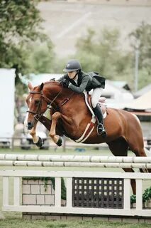 Free Images : english riding, show jumping, hunt seat, rein,