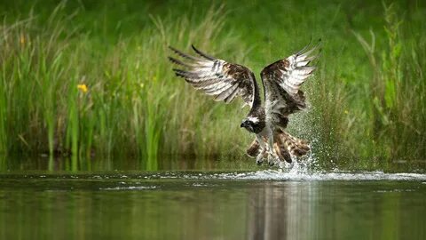#876390 4K, Birds, Water, Hawk, Wings, Water splash - Rare G