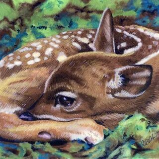 Whitetail Deer Fawn Schattige dieren, Dieren, Schattig