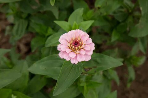 Zinnias: Plant Care & Growing Guide