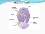 Allopurinol Mechanism Of Action : proton pump inhibitors mec