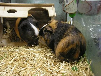 Give Your Guinea Pig the Best Living Conditions - 10 Cage Fa