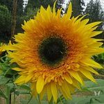 Starburst Panache Sunflower Seeds - Annual Flower Seeds