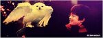 Лучшие Hedwig GIF Gfycat