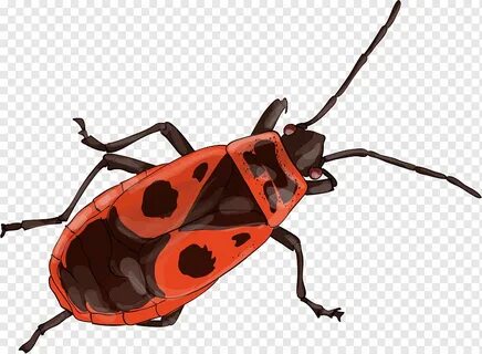 Longhorn beetle European firebug Tous les insectes du monde 