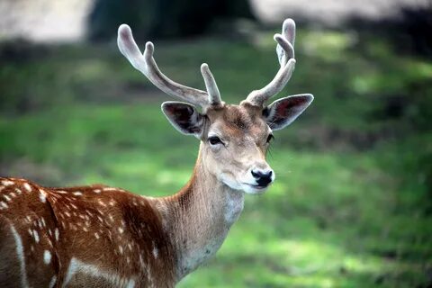 Wallpaper : deer, horn, small, grass 5616x3744 - CoolWallpap