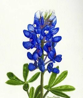 Texas Bluebonnet Drawn - ClipArt Best