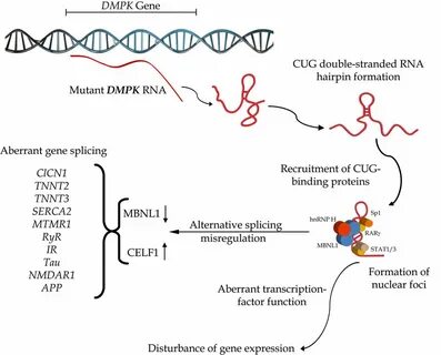 RNA toxic gain-of-function model for DM1 pathogenesis. Mutan