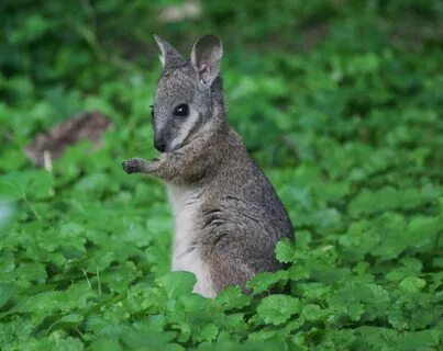 Wallaby Pictures - Kids Search