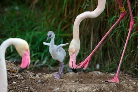 Фламинго краткая информация
