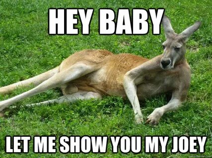 Hey Baby Let me show you my joey - Sexy Kangaroo - quickmeme