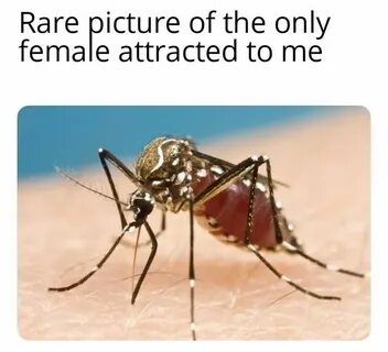Funny Mosquito Memes Funny mosquito, Funny summer memes, Mos