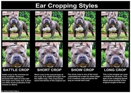 Ear Crop Style For American Bullies Dog in American Bully Da