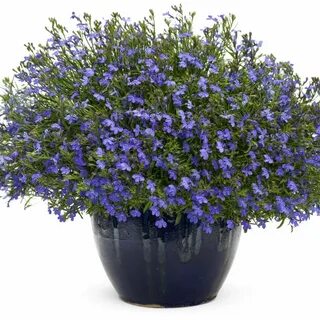 Lobelia LAGUNA Sky Blue - Buy Lobelia Annuals Online