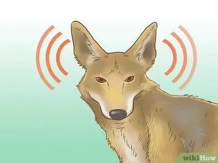 How to Hunt a Coyote: 14 Steps (with Pictures) - wikiHow
