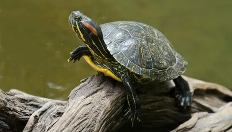 Fun Red-eared Slider Facts For Kids