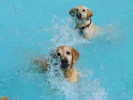 Вечеринка у бассейна в Lucky Puppy (10 фото + видео) ЗооБлог