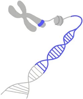 Dna clipart gene therapy, Picture #926027 dna clipart gene t