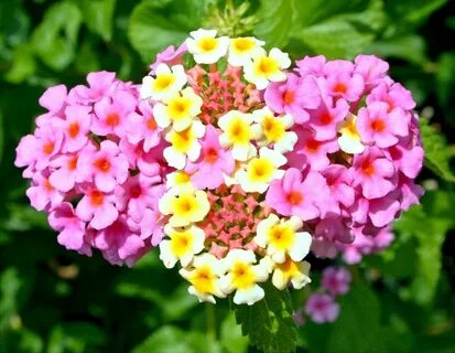 Tanaman Hias Lantana Container gardening flowers, Full sun f
