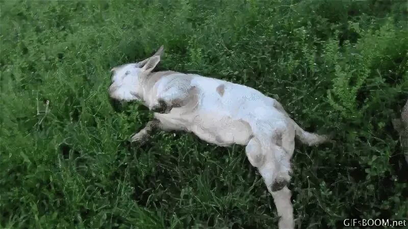 Boo the Fainting Goat "" video "" Fainting goat, Animal gifs