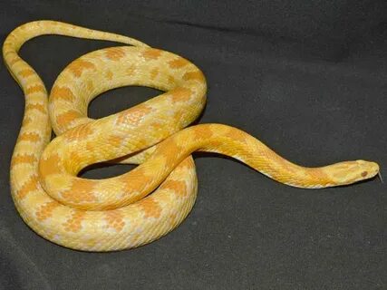 Lava Butter Cornsnake