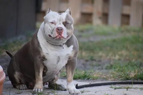 AMAZING AMERICAN BULLY PUPPIES FOR SALE UPCOMING LITTERS TOP