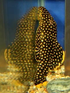 Golden Nugget Pleco (L18) (10-12cm) - SWEET KNOWLE AQUATICS 