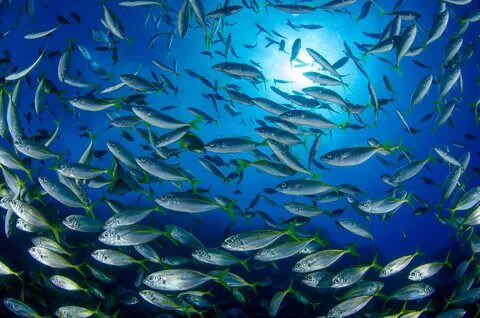 Oceana finds over 20 percent of seafood samples mislabeled -