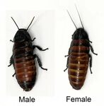 How To Breed Dubia Roaches Reddit - CutWatch