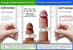 Average Erect Penis