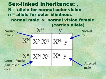 Sex-linked traits Sex-linked genes found on X chromosome - p