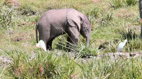 Video Stok baby elephant amboseli park kenya (100% Tanpa Roy