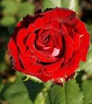 Саженец розы Руби Ред (Ruby Red) Розы флорибунда. Декоративн