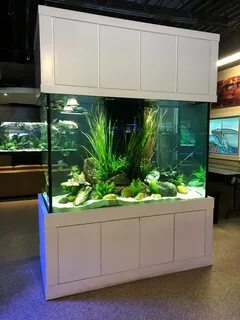530 Gallon Island Style Aquarium Aquarium, Fish tank, Fish t