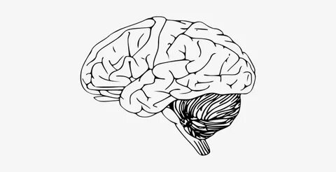 Brain Human Anatomy Thinking Intelligence - Brain Clip Art P