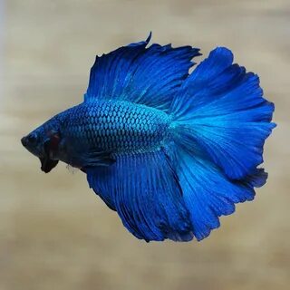 The Gorgeous Live Male Royal Blue Double Halfmoon Tail Betta