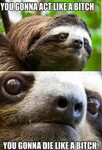 Hahaha Sloths funny, Sloth meme, Funny pictures