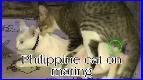 Cat mating animal mating cat sex pet cat mating kucing kawin