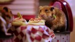Tiny hamsters get cozy on tiny Valentine's Day date