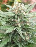 Jamaican Pearl Strain - Feminized Seeds From 44.30$ / 5 Seed