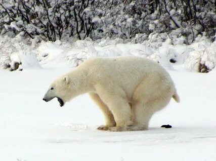 polar bear - Australian Climate Madness