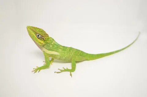 Cuban Knight Anole for sale - TikisGeckos