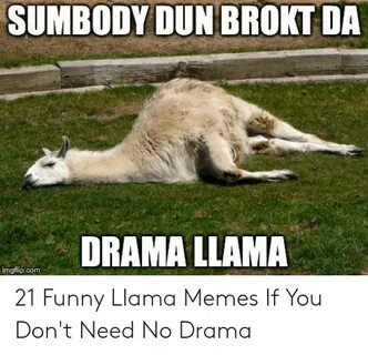 SUMBODY DUN BROKT DA DRAMA LLAMA Imgflipcom 21 Funny Llama M